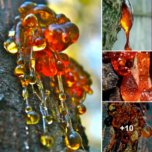 Exploring the Charm of Tree Sap: The Fascinating Beauty of Nature’s Amber Elixir