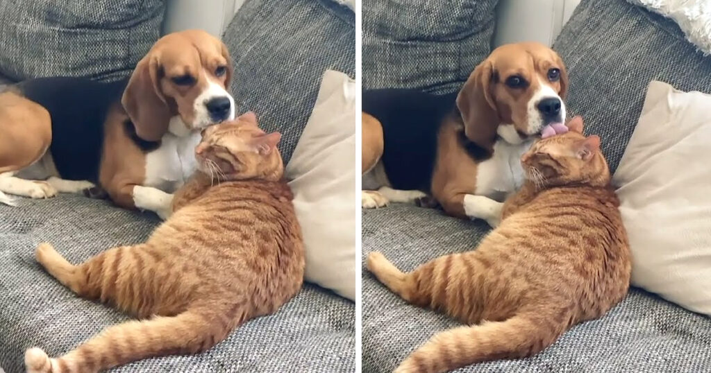 Canine Caught in the Act of Sneaky Cat Grooming Pauses Mid-Lick