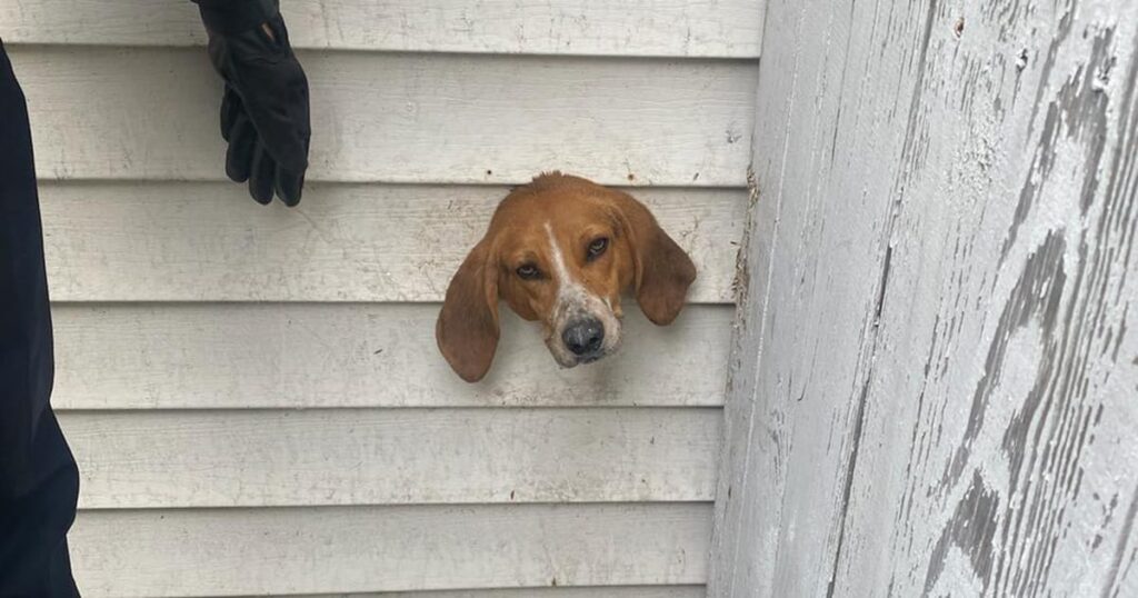 Inquisitive Pup’s Misadventure: Dog pokes head through dryer vent, ends up stuck in wall – Emergency responders to the rescue