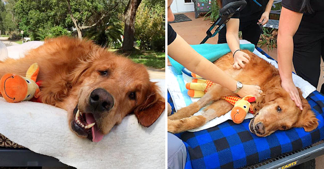 Dog Too Sick To Sit Is Given A Final Ride Around Town, Makes A Miraculous Recovery
