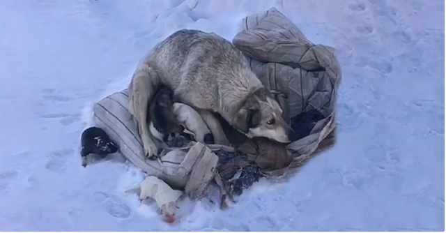 Mama Dog is Crying, Begging to Be Saved After Giving Birth to 10 Puppies in The Cold Snow