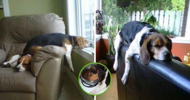 “The Beagle’s Quirky Sleeping Positions”