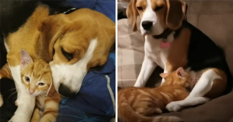 Beagle Adopts Kittens and Nurtures Them Like a Pro Mom