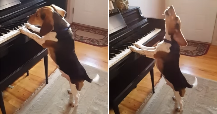 Adorable Rescue Beagle Plays Piano While Singing The Blues